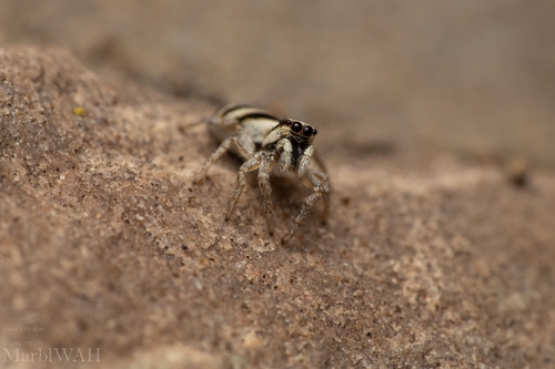 Salticus austinensis