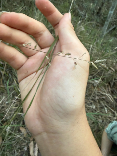 Eragrostis brownii observed 2026-09-03