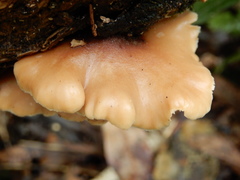 Lentinellus pulvinulus