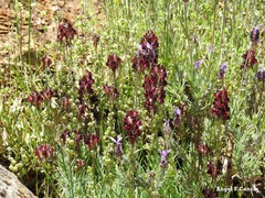 Lavandula pedunculata