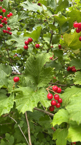 guelder-rose