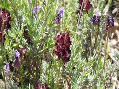 Lavandula pedunculata