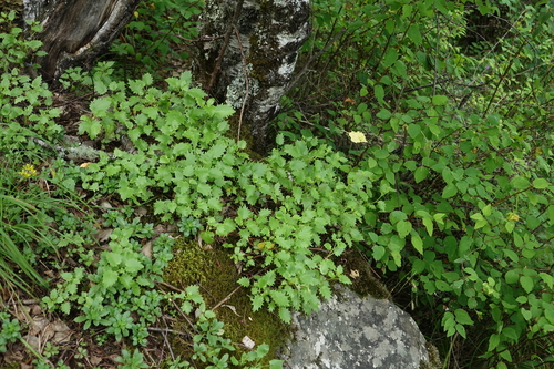 Hylotelephium populifolium, photograph 1