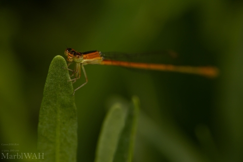 Citrine Forktail