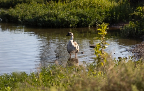Swan Goose