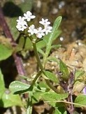 Centranthus calcitrapae