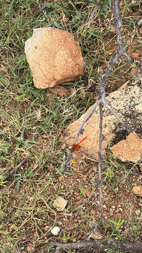 Orange-winged Dropwing