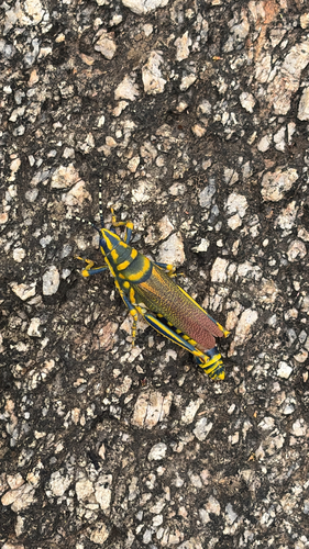 Painted Grasshopper