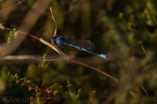 Familiar Bluet