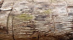 Scolytus