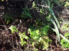 Hesperocnide tenella