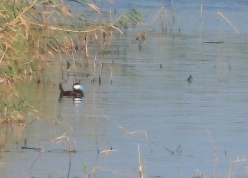 Ruddy Duck