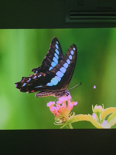 Common Bluebottle