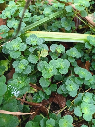 Chrysosplenium oppositifolium, photograph 5