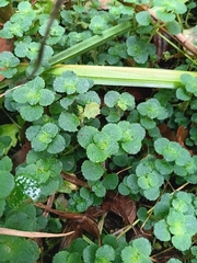 Chrysosplenium oppositifolium, photograph (c) considerthelilies, some rights reserved (CC BY)