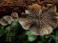 Lentinellus pulvinulus