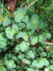 Chrysosplenium oppositifolium, photograph (c) considerthelilies, some rights reserved (CC BY)
