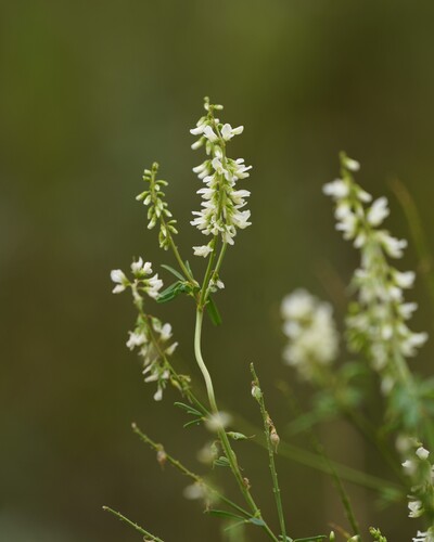 White Sweetclover
