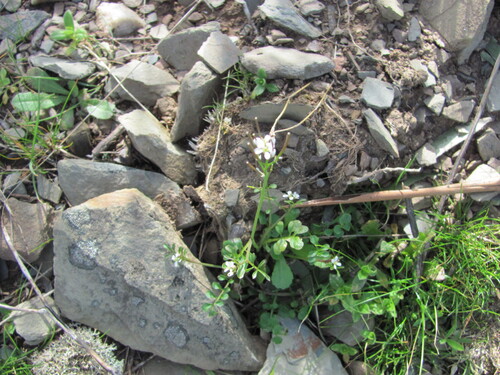 Cardamine hirsuta, photograph 3