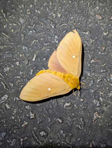 Oslar's Oakworm Moth