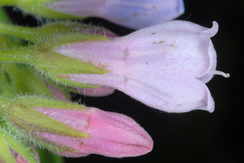 Symphytum officinale