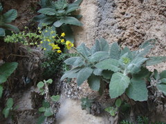 Verbascum arcturus