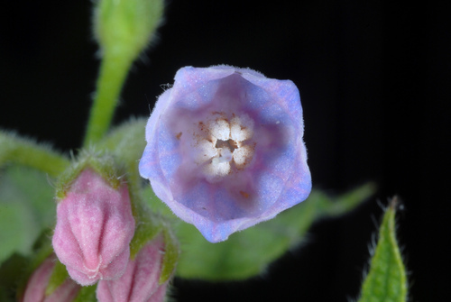Symphytum officinale