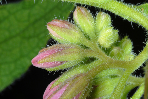Symphytum officinale