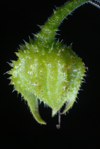Symphytum officinale