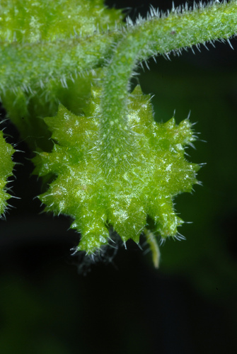 Symphytum officinale