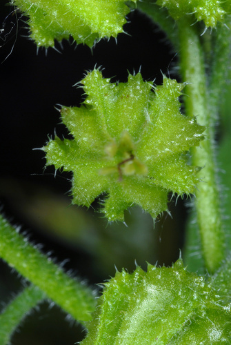 Symphytum officinale