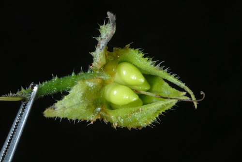 Symphytum officinale