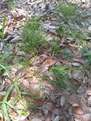 Carex planostachys