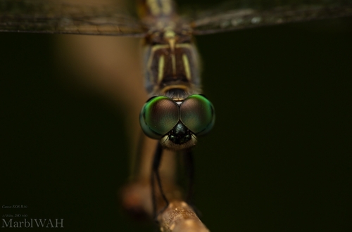 Blue Dasher