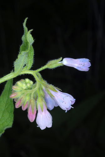Symphytum officinale