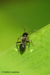 Pilophorus