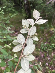 Cotoneaster tomentosus