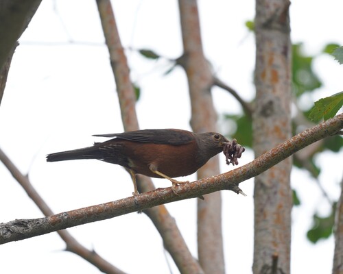 Chestnut Thrush