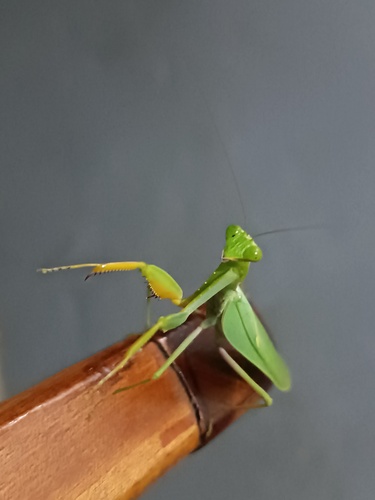 African Lined Mantis