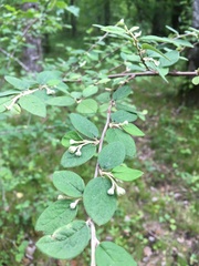 Cotoneaster tomentosus