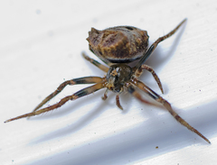 Poltys illepidus