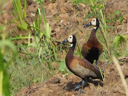 iNaturalist image