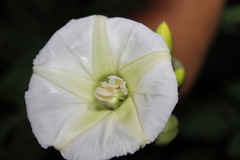 Ipomoea santillanii