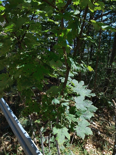 sycamore maple
