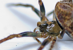 Poltys illepidus