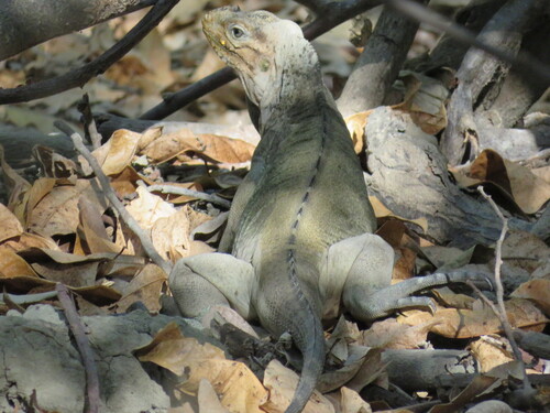 Rhinoceros Iguana, Cyclura cornuta