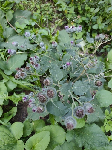 Woolly Burdock