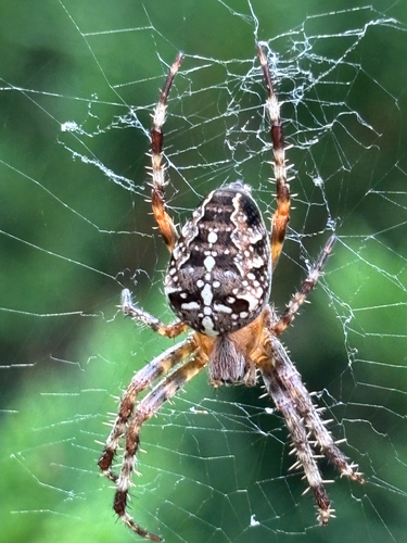 Cross Orbweaver