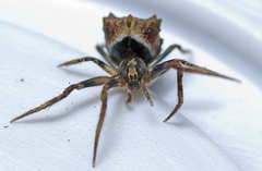 Poltys illepidus