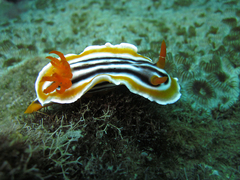 Chromodoris magnifica